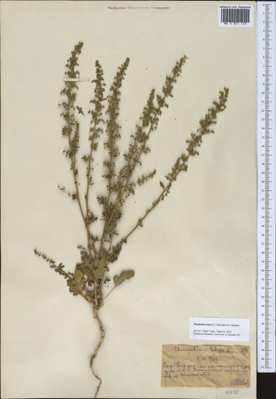 Chenopodium Botrys