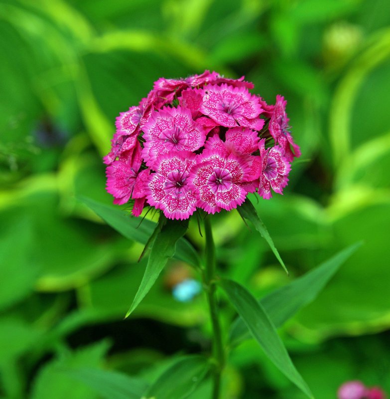Гвоздика бородатая - Dianthus barbatus