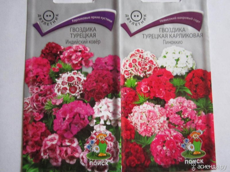 Гвоздика турецкая (Dianthus barbatus)
