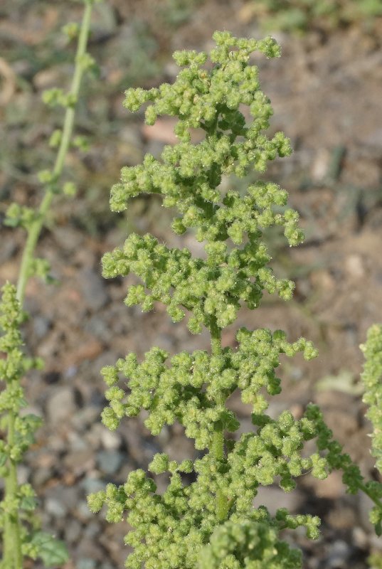 Chenopodium Botrys
