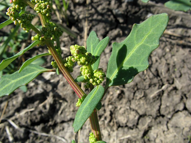 Марь белая (Chenopodium album)