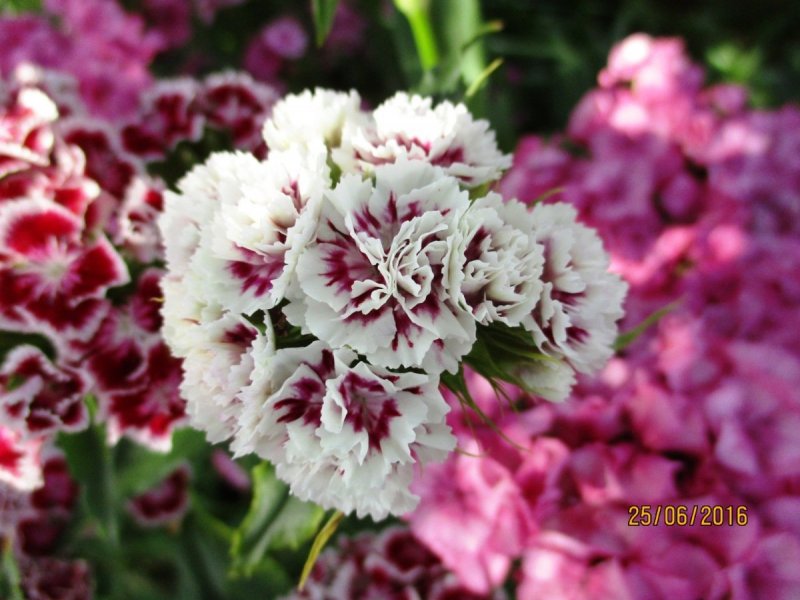 Гвоздика бородатая - Dianthus barbatus