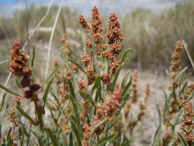 Atriplex gardneri