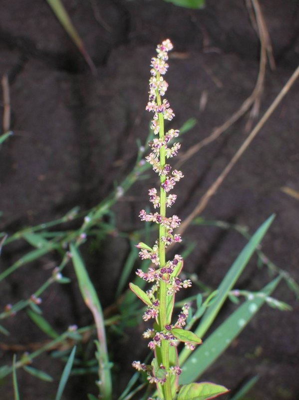 Chenopodium polyspermum