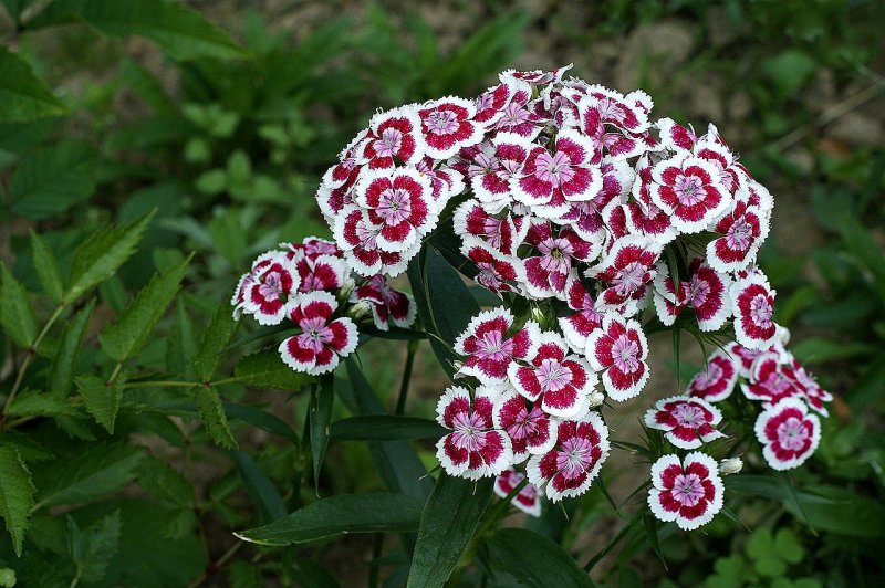 Диантус, гвоздика (турецкая)