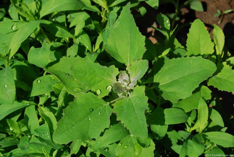 Марь белая (Chenopodium album)