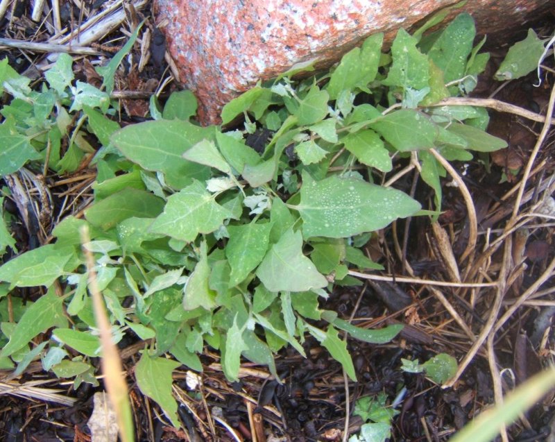 Chenopodium glaucum l. – Марь сизая