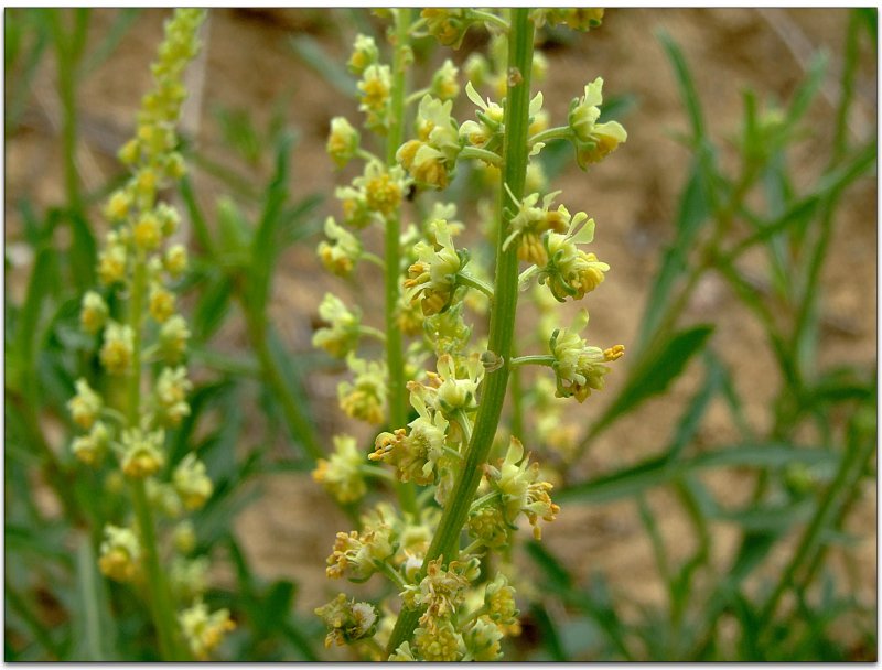 Марь белая (Chenopodium album l.)