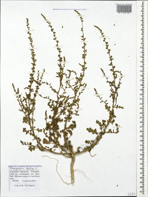 Dysphania Botrys