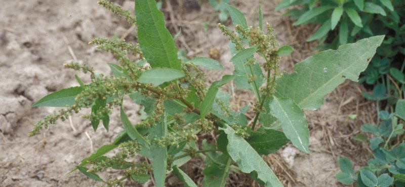Марь белая (Chenopodium album)
