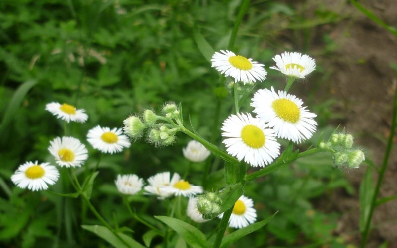 Мелколепестник бродячий - Erigeron Vagus