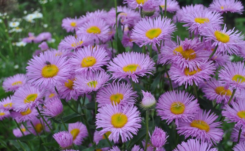Erigeron 'Rosa Triumph'