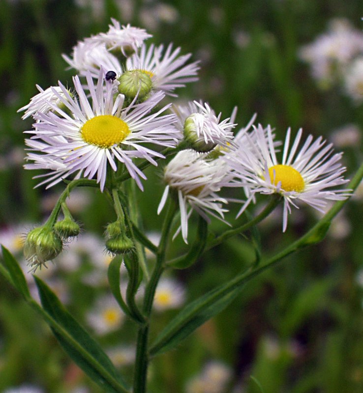 Erigeron annuus