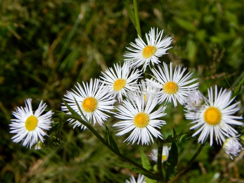Мелколепестник однолетний (Erigeron annuus)