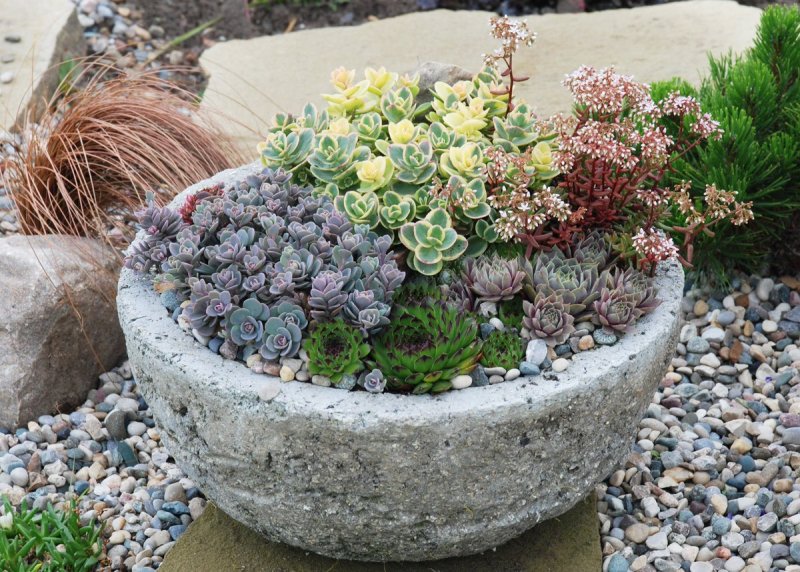Седум Sedum Sunsparkler Lime Twister