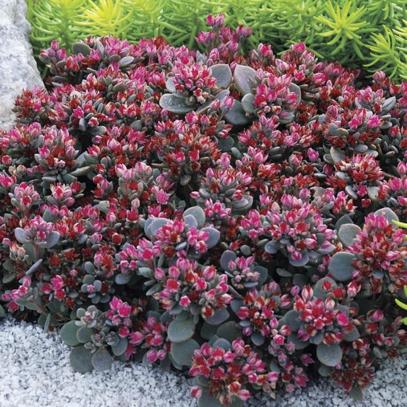 Седум Sedum telephium oriental Dancer