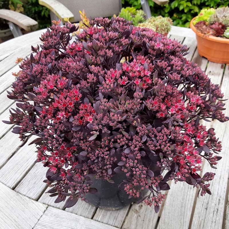 Седум Plum dazzeld