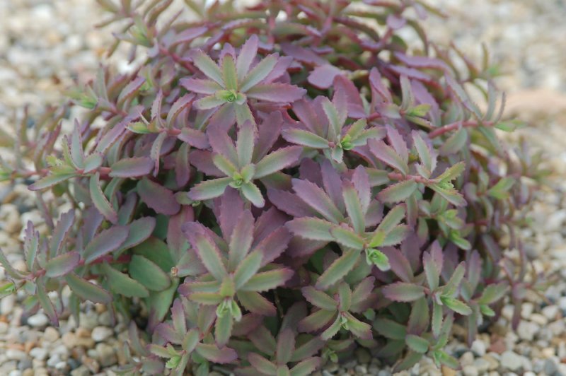 Седум Sedum spectabile Brilliant