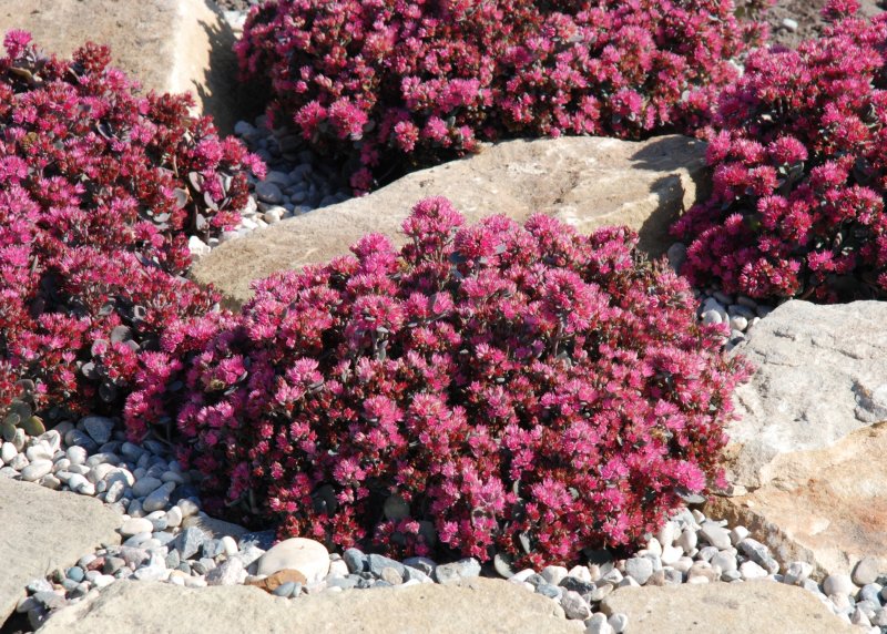 Седум гибридный Sedum Sunsparkler 'Firecracker