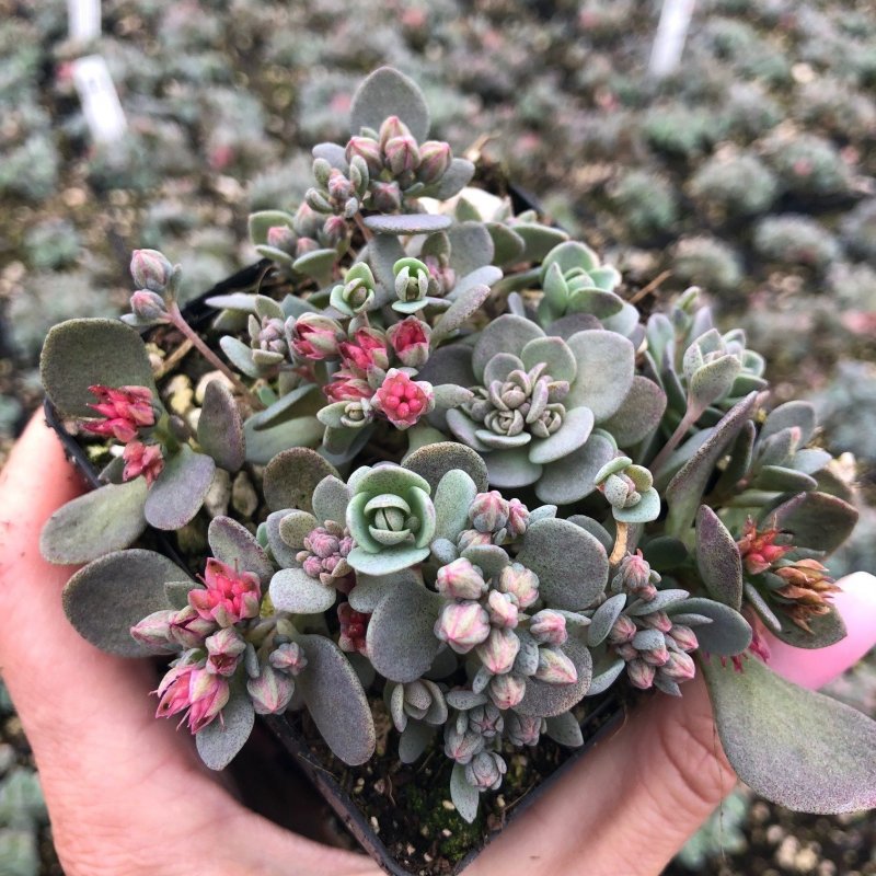Очиток ...Sedum...Jade Tuffet