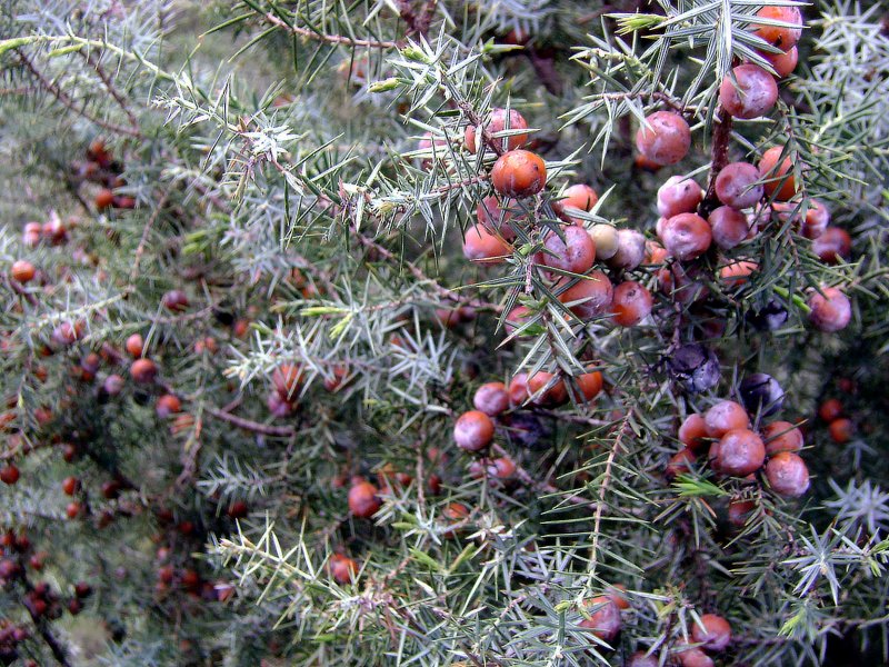 Можжевельник chinensis Blaauw