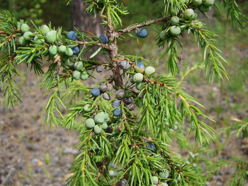 Можжевельник Juniperus communis