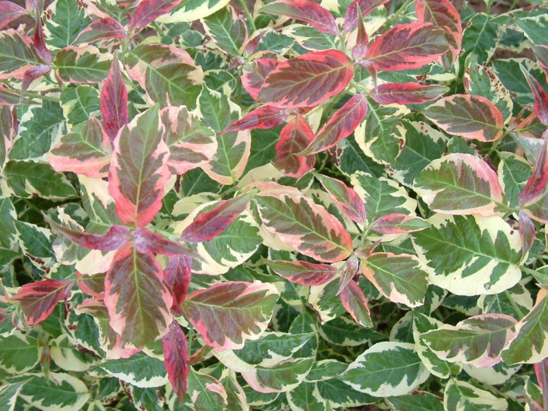 Дерен белый (Cornus Alba `Ivory Halo`)