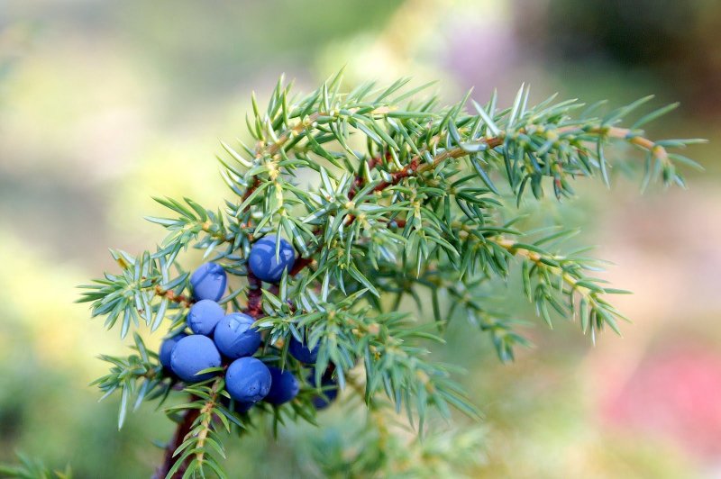 Juniperus Sabina Tamariscifolia