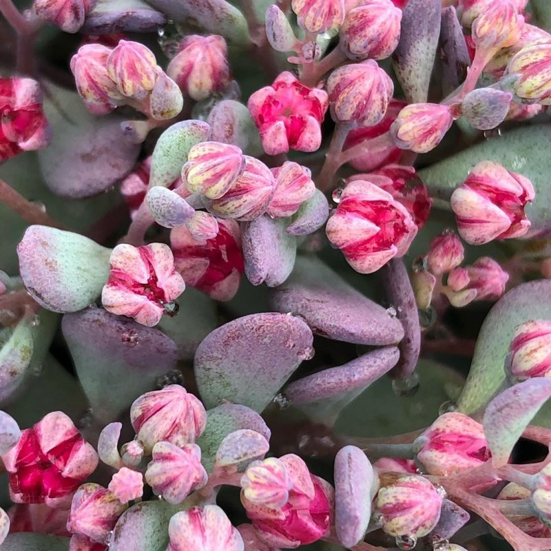 Очиток Вайнберга (Sedum weinbergii