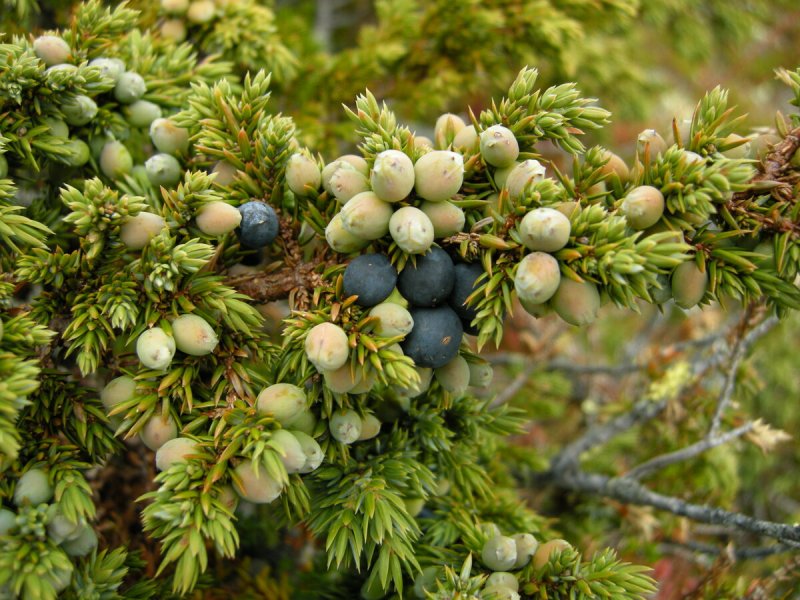 Juniperus virginiana