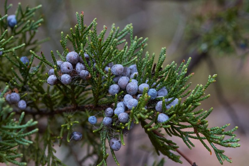 Можжевельник колючий Juniperus oxycedrus