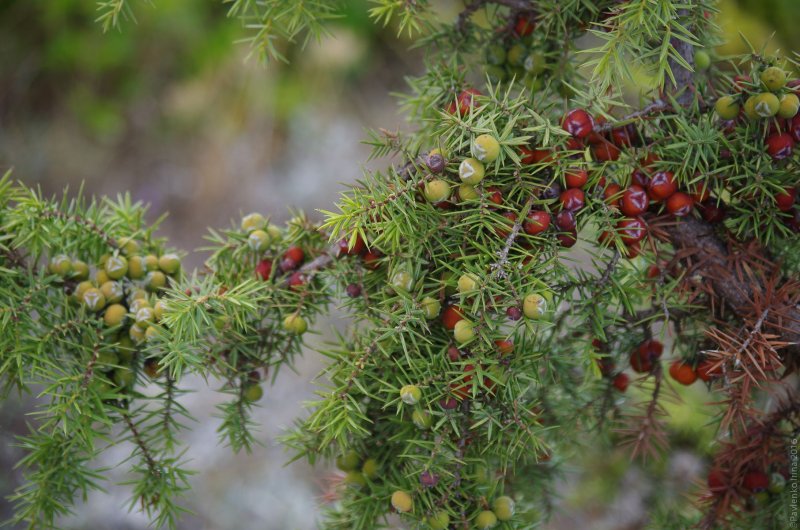 Можжевельник Juniperus communis