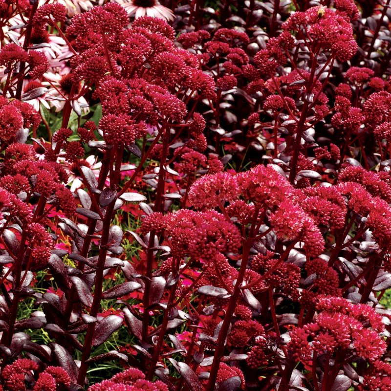Очиток Видный "Red Cauli"