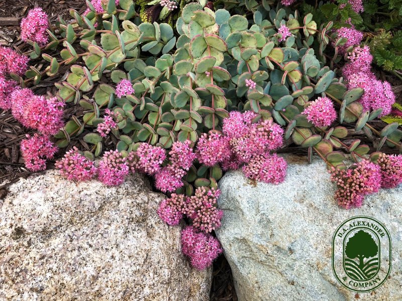 Седум Sedum spurium variegatum