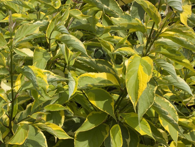 Cornus Alba Ivory Halo