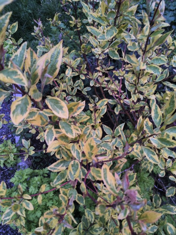 Дерен белый Cornus Alba Argenteomarginata