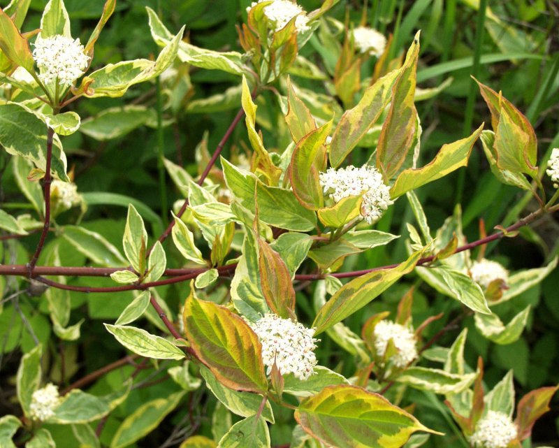 Дерен белый Шпета Cornus Alba Spaethii