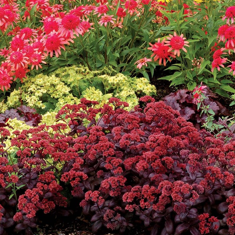 Очиток "Desert Red" (Sedum telephium)