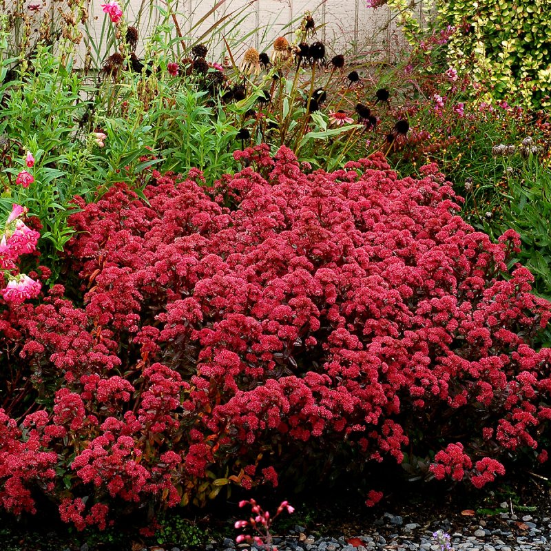 Очиток "Desert Red" (Sedum telephium)