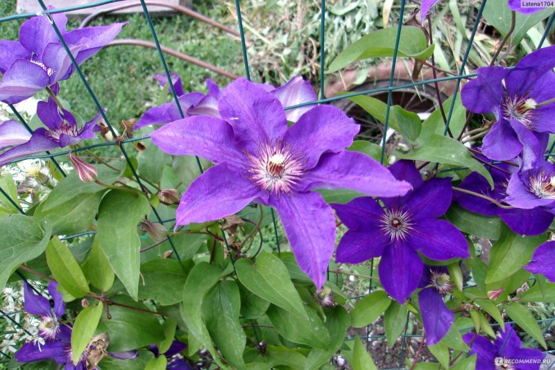 Purple Surprise клематис