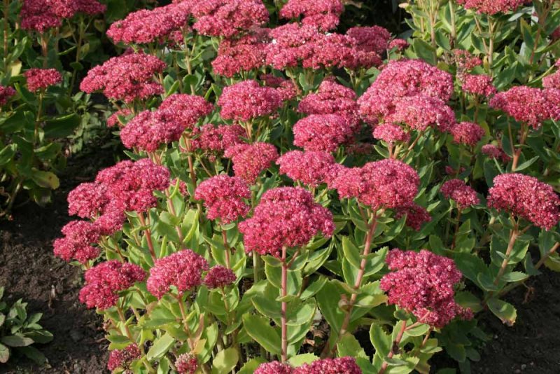 Очиток телефиум (Sedum telephium `Munstead Dark Red`)