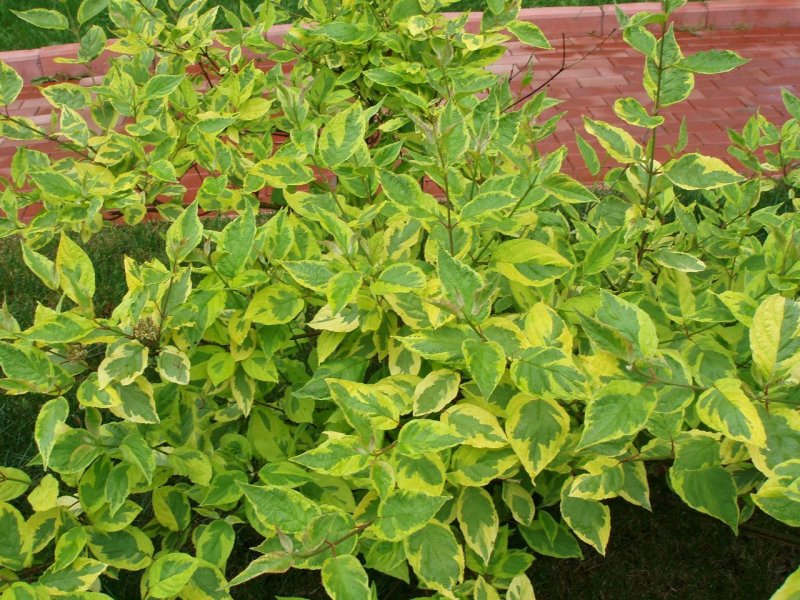 Дерен sibirica variegata