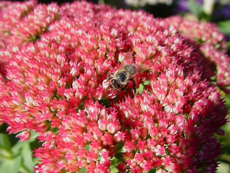 Sedum Aizoon