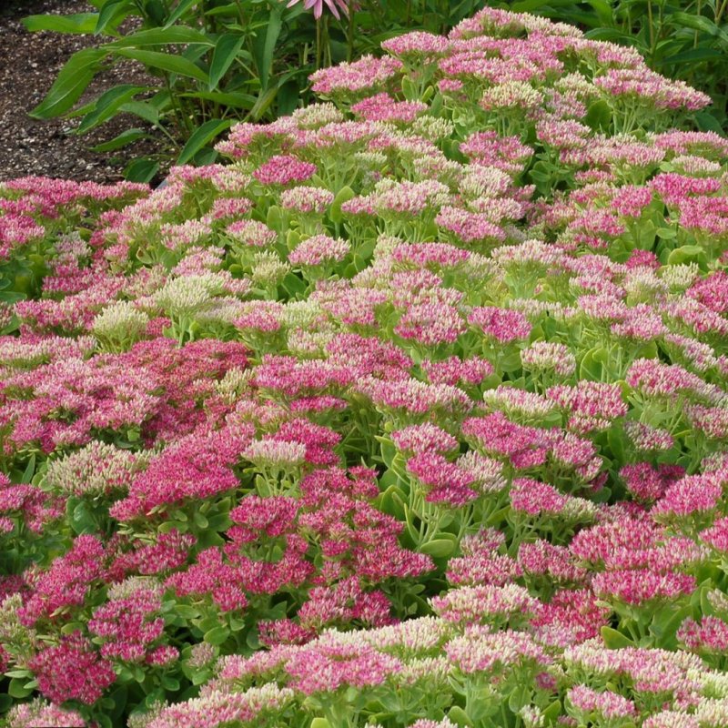 Sedum telephium sonore