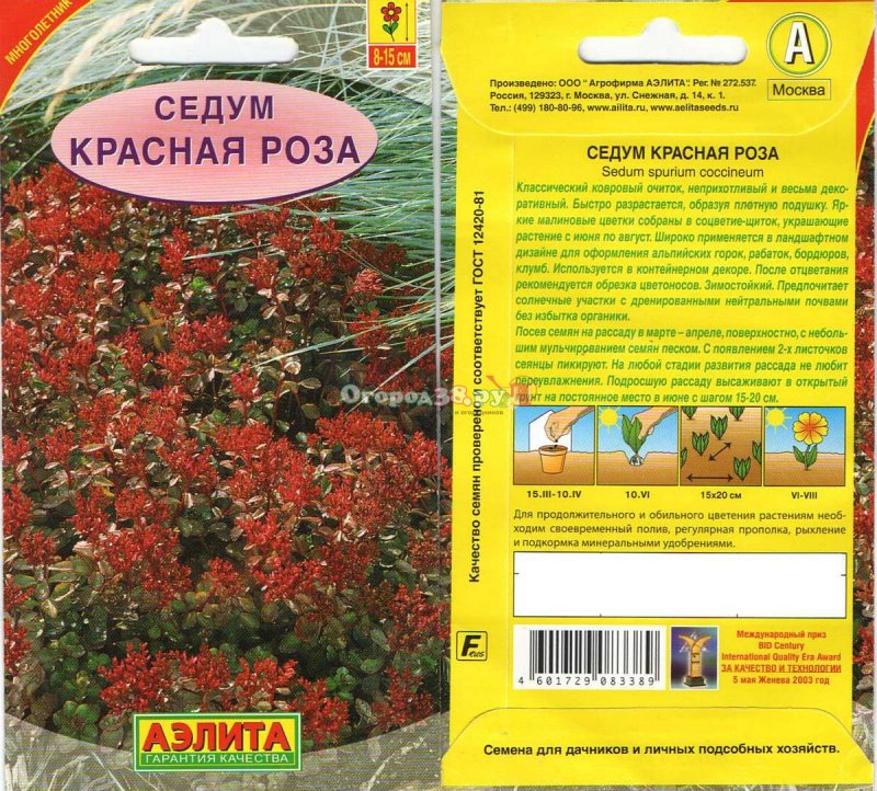 Очиток "Desert Red" (Sedum telephium)