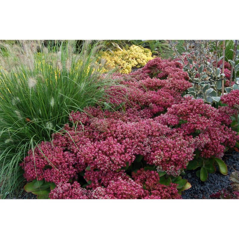 Седум Сталхи Sedum