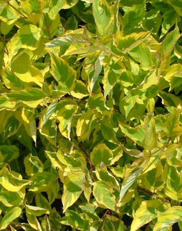 Cornus Alba elegantissima