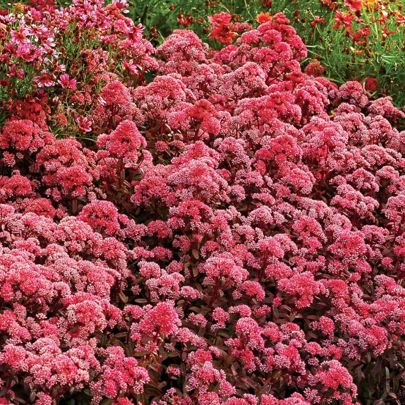 Родиола розовая Rhodiola rosea