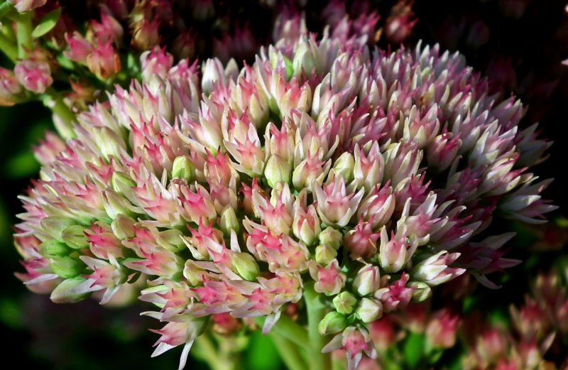 Седум Видный Sedum spectabile фото