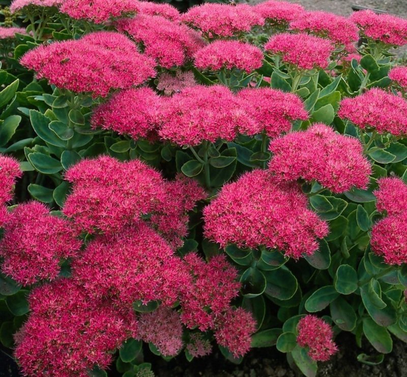 Очиток Видный (Sedum spectabile `Brilliant`)